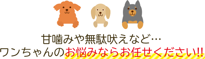 袋井ドッグスクール 静岡県袋井市の犬の出張しつけ